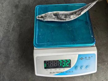 Best Seafood with Fresh Frozen Mackerel Fish/ Pacific Mackerel - Xiamen Yangzhen Import and Export Co., Ltd - China