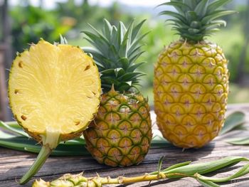 Fresh Pineapple MD2 variety from Cote D'Ivoire/Ivory Coast – product photo, Fresh Ivory Grapes products found from trusted suppliers, wholesalers, manufacturers & exporters Listing