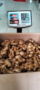 Fresh ginger from Pt Tiga Saudara Indah Fresh ginger - Pt Tiga Saudara Indah - Indonesia