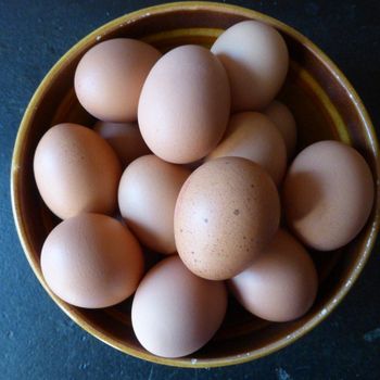 Table Eggs Hygienically Collected From Healthy Hens Premium Table Eggs Ideal For Wholesale Buyers - malter group - Tanzania
