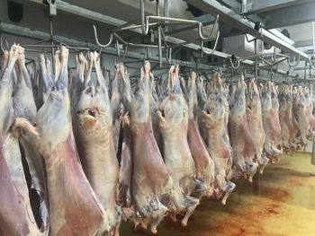 Dorper Sheep Meat – Organic Halal Carcass and Pasture-Raised in Kenya - ORB GROUP - United States