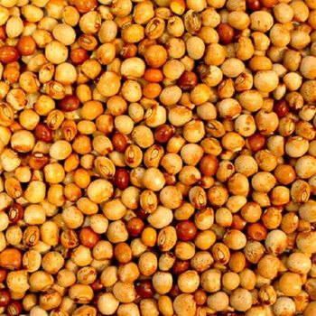 Whole Pigeon Peas Ready for Export Form Whole Flavor Earthy Protein Content High Purity 100% Natural & Non-gmo Foreign Matter Meets International Standards - GBM ROYAL VENTURES - Ghana