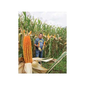 premium yellow corn kernels for cooking popcorn cornmeal tortillas and baking high quality natural corn rich in fiber vitamins and carbohydrates perfect for home kitchens restaurants healthy recipes and traditional food preparation - SATTER FOOD AND BEVERAGE - Netherlands