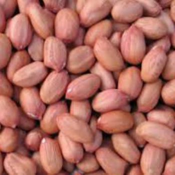 Peanuts from PRIME FIELD AGRICULTURE LIMITED Peanuts - PRIME FIELD AGRICULTURE LIMITED - United States