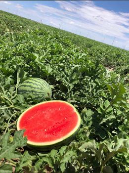 Premium Extra Sweet Fresh Seeded/seedless Watermelons from AGRODESARROLLOS GOMEZ Y MAQUINAY S.A Premium Extra Sweet Fresh Seeded/seedless Watermelons - AGRODESARROLLOS GOMEZ Y MAQUINAY S.A - Costa Rica
