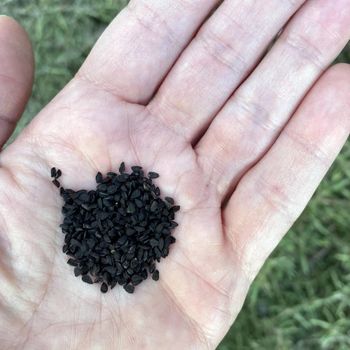 Pure Nigella Seed With Strong Flavor Nigella Seed Carefully Selected And Packed For Wholesale Export Markets - THE GREEN INTERNATIONAL LIMITED - Tanzania