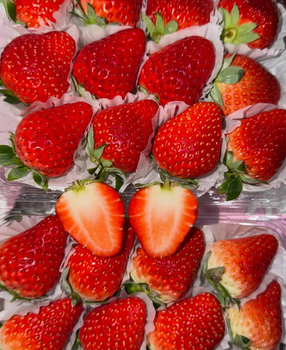 International Standards Fresh Strawberries, Clean Vibrant Red Strawberry Packaging 200g,12kg Cartons - Sosa Merchant Solutions - Austria