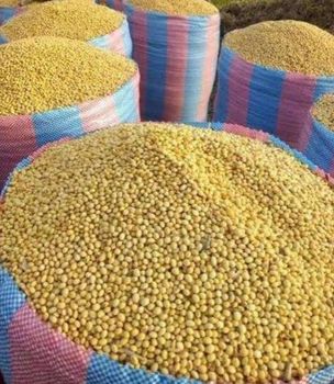 Soybean Purity Min 98% Broken Beans Max 3% Foreign Matter Max 2% Moisture Content Max 12% Odor Natural, No Off-smell Color Natural Cream/yellow - Annaex coal export - Nigeria