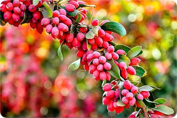 Iranian Barberries (Zereshk) Origin Iran Flavor Tangy Texture Dried Quality Grade 1 Packaging Carton Color Vibrant Red Drying Process natural - PATORA :: PARSIAN TEJARAT JAHAN GOSTAR HOORA - Iran