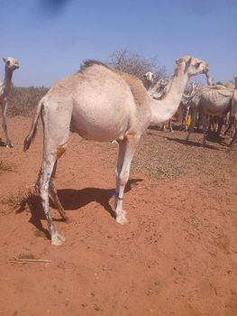 Somali Live Sheep for Export – Quality Livestock from Somaliland - AzYan Consulting LLC - Somalia