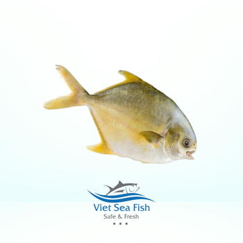 FROZEN GOLD POMFRET - Viet Sea Fish Ltd., Co. - Vietnam