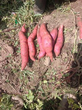 Sweet potato from Agro Sweet potato - Agro - India