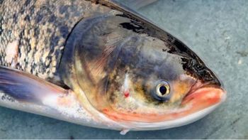 FRESH FROZEN SILVER CARP - VEKO GLOBAL LLC - Ukraine