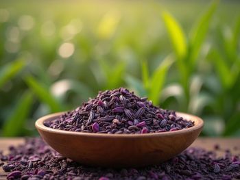 Purple Tea from Savannah Source Global Trade Ltd Purple Tea - Savannah Source Global Trade Ltd - Kenya