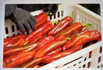 Sweet Palermo Pepper Color Red, Yellow, - Pepper King Gh.Ltd - Ghana