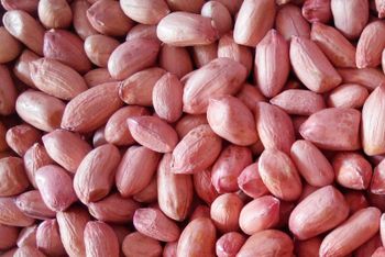 bold peanut 5060 count - PRIY ENTERPRISE - India