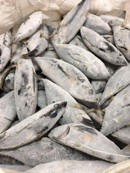 Skipjack Tuna Fish from BF GLOBAL TRADING (PTY) LTD Skipjack Tuna Fish - BF GLOBAL TRADING (PTY) LTD - South Africa
