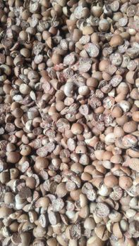 Betel Nut Split 90-95% - PT Komoditi Ekspor Indonesia - Indonesia