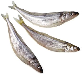 Export Grade Frozen Capelin Fish Packed in 5kg 10kg 20kg Bags with Safe Delivery and Stable Supply - PILOTEXPORT IMPORT AND EXPORT LTD - South Africa