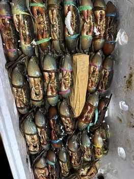 Live mud crab from PT KRK KREASI SEMESTA Live mud crab - PT KRK KREASI SEMESTA - Indonesia