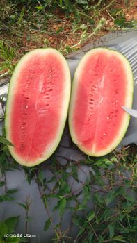 Watermelon - Eco Farm - India