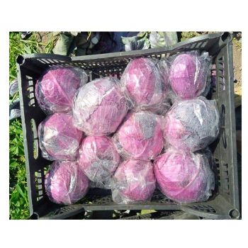 High Quality Fresh Cabbage And Wholesale New Crop Round Shape Origin Egypt Variety Products Fresh Red Ball Style From Egypt - El farida for export - Egypt