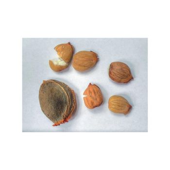 Apricot Kernels High Quality Bulk Supply for Wholesale - Mundus Exports Pty Ltd - South Africa
