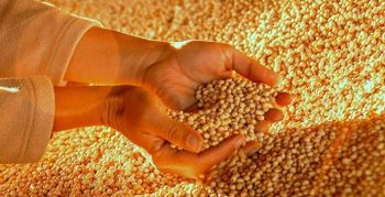 Gmo Soybean - Agabyte Agro Connect - Ghana