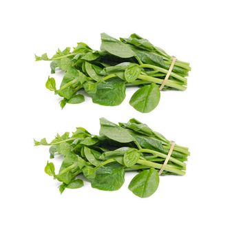 Fresh organic vegetable malabar spinach/ Mekong herbals Style Fresh Color Green Type vegetables Packaging 5kg / carton Certification Global - MEKONG HERBALS CORPORATION - Vietnam