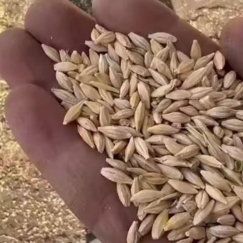 Wholesale Natural Organic First Grade Animal Feed Barley 50 Kg Bag Packaging Barley Seeds Cereal Grain - TRADECENTRIC LLC - United States