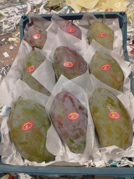 Fresh Mango - AL-SEDIK FOR FRUITS AND VEGETABLE EXPORT AND TRADING - Egypt