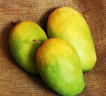 Export Quality Of Fresh Kesar Mangoes -  Oksea Overseas Private Limited  - India