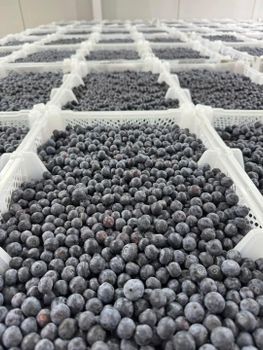 Blueberries from MEDTOUR ASSISTANCE SRL Blueberries – product photo, Blueberries products found from trusted suppliers, wholesalers, manufacturers & exporters Listing