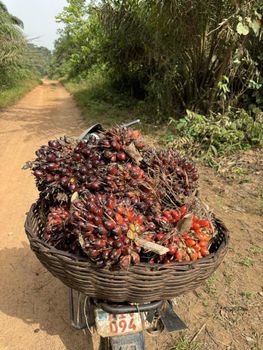 Crude Palm Oil Origin Sierra Leone Packaging Flexi Tanks And - Falcon Trading Company - Sierra Leone