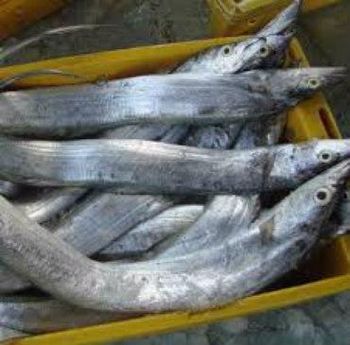 Frozen Eel Fish - SOURCE GLOBAL TRADING GROUP - South Africa