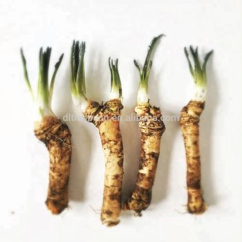 Fresh horseradish root Form Pasty Taste Spicy Style Dried Shape Sliced Model Number A Weight (kg) 20 Address Dalian Ingredients - Dalian Tianpeng Food Co., Ltd. - China