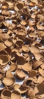 Raw Coconut Shell Form Flakes Origin Indonesia Degree of Processing Dried - PT Laury Berkah Jaya - Indonesia