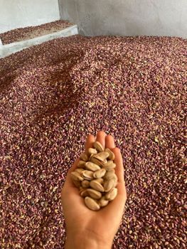 Organic Dried Unsalted Pistachios Nuts for Food and Industrial Uses Available at Wholesale Prices - PLANETE COMMERCE - France