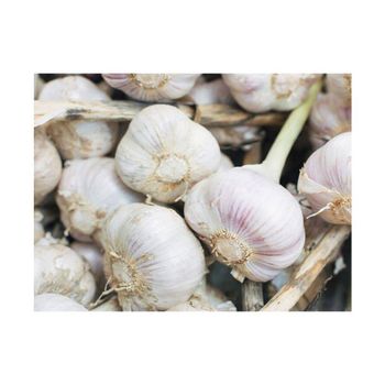 Cheap price Fresh Garlic ideal for supermarkets restaurants and wholesalers from HIGHPROFILE AGRICULTURE SERVICES LIMITED Cheap price Fresh Garlic ideal for supermarkets restaurants and wholesalers - HIGHPROFILE AGRICULTURE SERVICES LIMITED - Tanzania