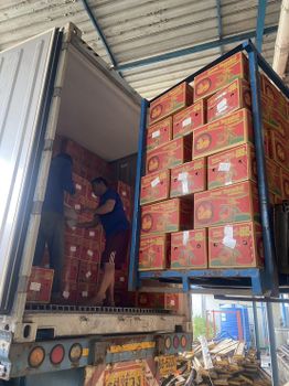 SWEET TAMARIND Form Pods Packaging 10kg Per Carton - Thai Quality Food Co., Ltd. - Thailand