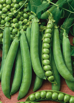 Green Pigeon Peas Quality Fresh Whole 100% Natural Best Price Wholesale Hot Selling - AGRONOVA - United States