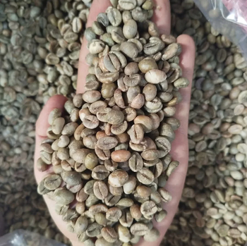 Premium Green Robusta Raw Coffee Beans 10kg OEM Bags Private Label Available - Sosa Merchant Solutions - Austria