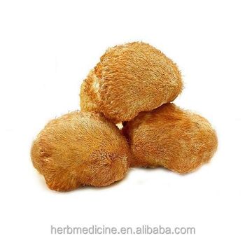 Bearded Tooth Monkey Head Mushroom fungus hericium erinaceus Bull Fr Pers - Bozhou Swanf Commercial And Trade Co., Ltd. - China