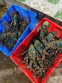 Fresh Live Lobsters Naturally Active Seafood Selection Featuring Excellent Texture Fresh Taste And Bulk Supply - TOSOH INTERNATIONAL - South Africa
