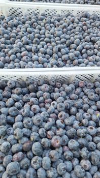 Blueberries Organic No Origin Peru 🇵🇪 Weight (kg) 1.5 Texture Firmness Quality Category 1 Flavor Excellent Flavor Degree of Processing Cold - PCAEXA - Peru