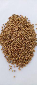 Coriander Grade A Packaging 20kg Form Ground, seeds Max. Moisture (%) 8% Freshness Level Dried Delivery Form Bag, Bunch, Can, Jar, Pot, Sacks, Screw Jar, Shell - Elmotmiz Herbs - Egypt