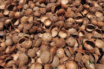 Coconut shell Purity 95–98% Material Excellent Place of Origin india Hs Code 14049090 / 44029090 Moisture Content Less Than 10% - SP GLOBAL TRADERS - India