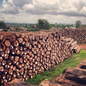 Teak Wood Color Golden-brown Grade Export Quality Place of Origin Myanmar Texture Fine Grain, Smooth Resistance Natural Resistance To Decay - Rosanna Company Limited  - Myanmar