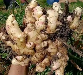 Fresh Ginger - FEMOE TRANSIT AFRICA - Cameroon