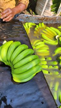 Premium Green Banana, High Quality Green Banana, Cheap Quality Banana, Best Quality Banana from BF GLOBAL TRADING (PTY) LTD Premium Green Banana, High Quality Green Banana, Cheap Quality Banana, Best Quality Banana - BF GLOBAL TRADING (PTY) LTD - South Africa